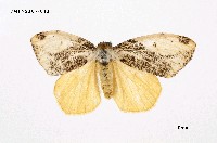 藏品(細紋黃毒蛾)的圖片